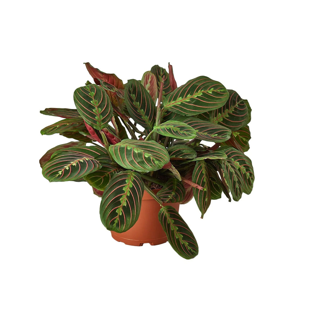 Maranta Red Prayer - Holiday Corner