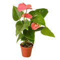 Anthurium 'Pink' - 4" Pot - NURSERY POT ONLY - Holiday Corner