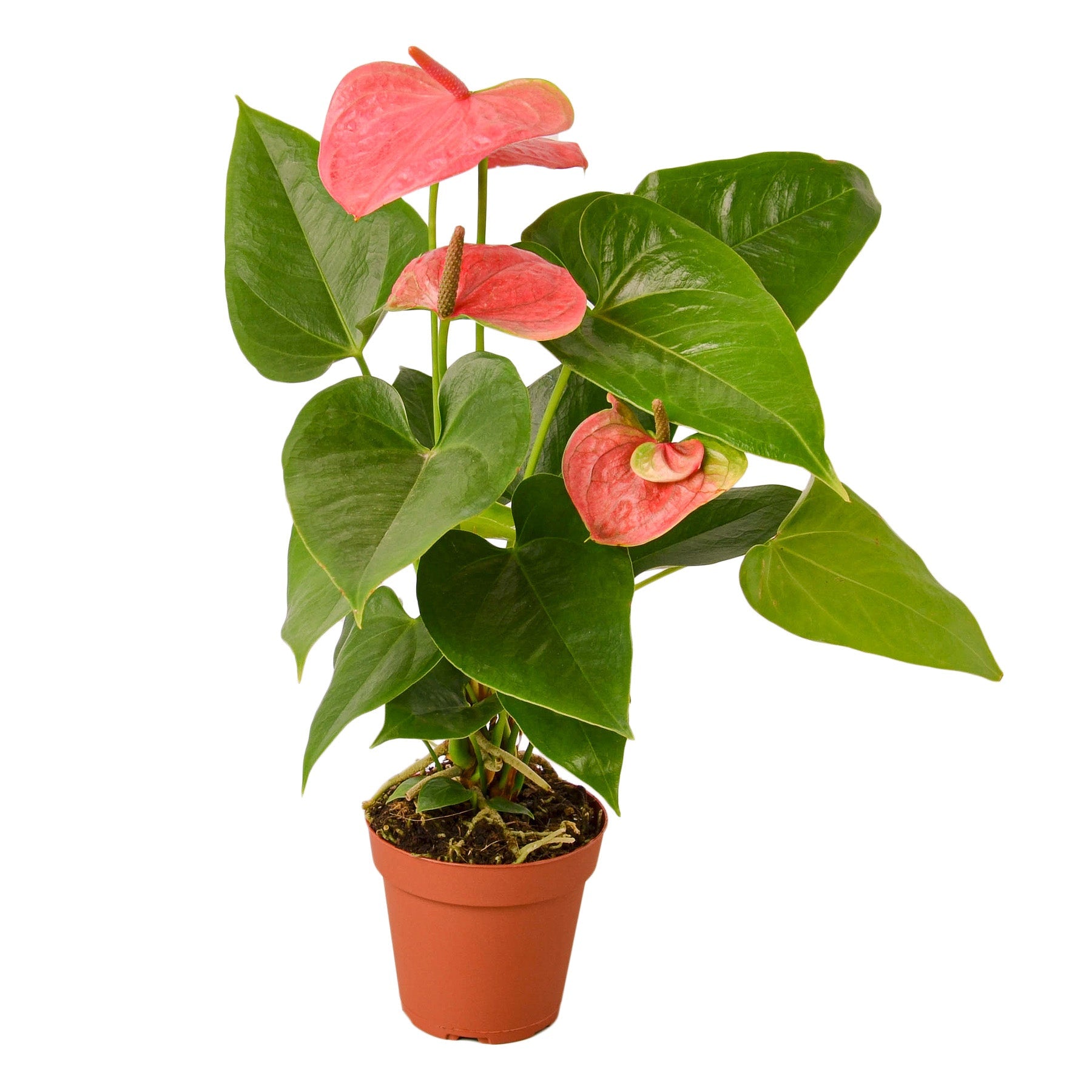 Anthurium 'Pink' - 4" Pot - NURSERY POT ONLY - Holiday Corner