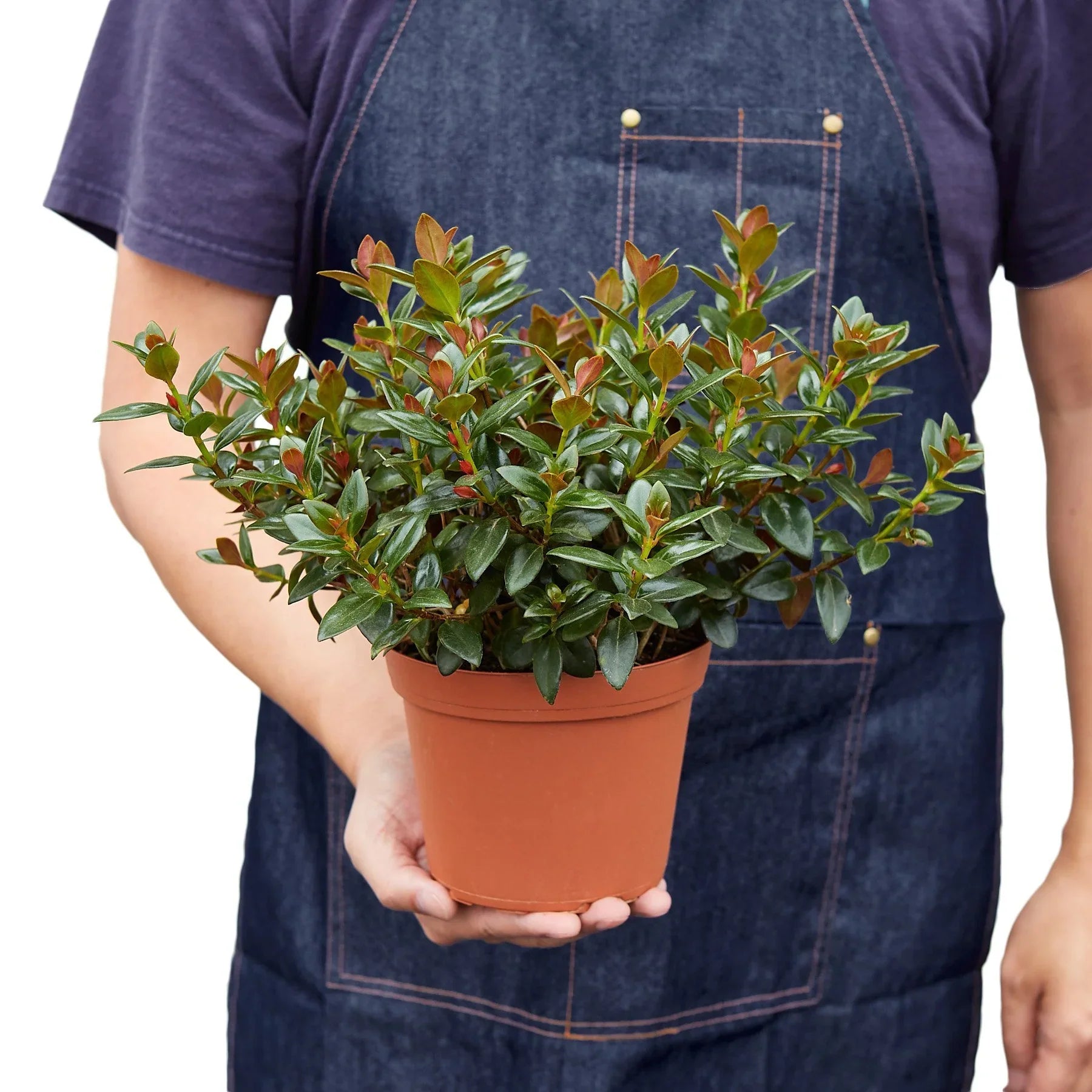 Nematanthus Black Goldfish Plant - Holiday Corner