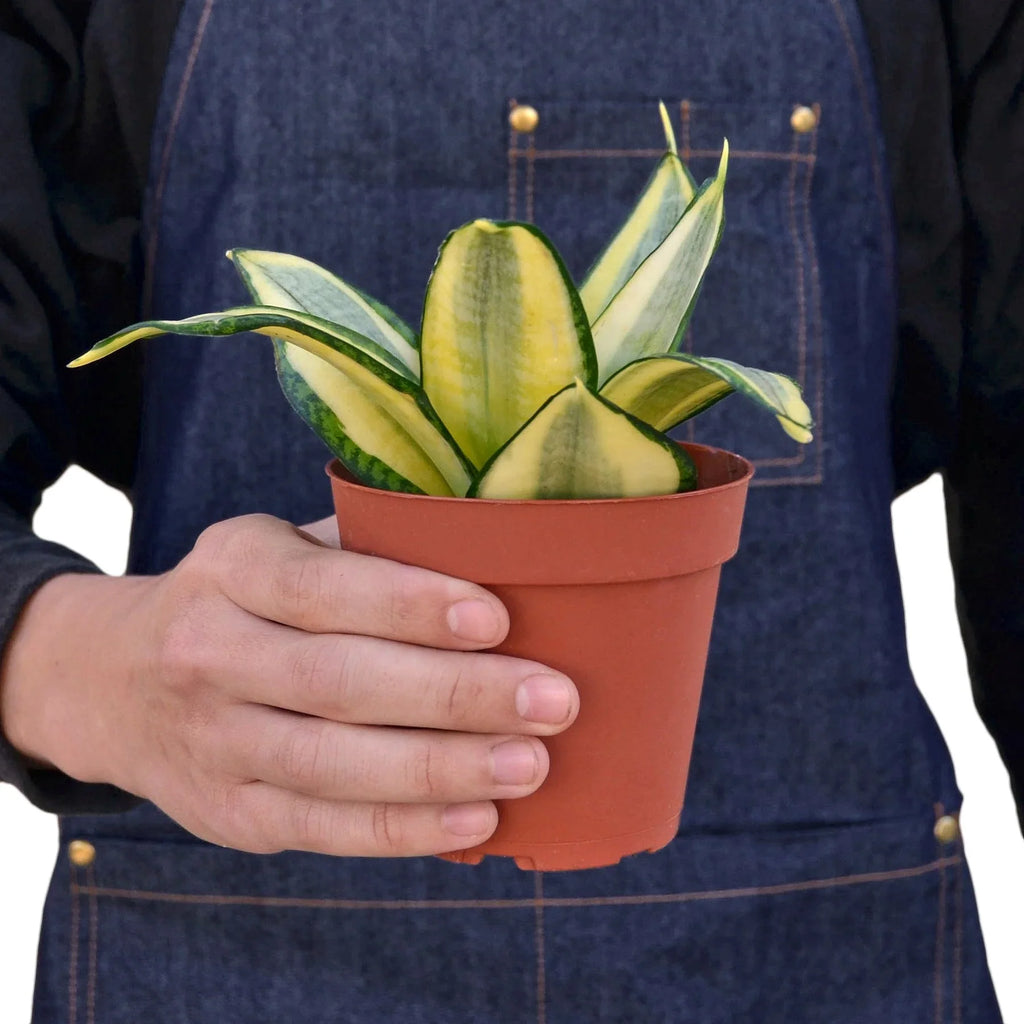 Snake Plant Gold Hahnii - Holiday Corner
