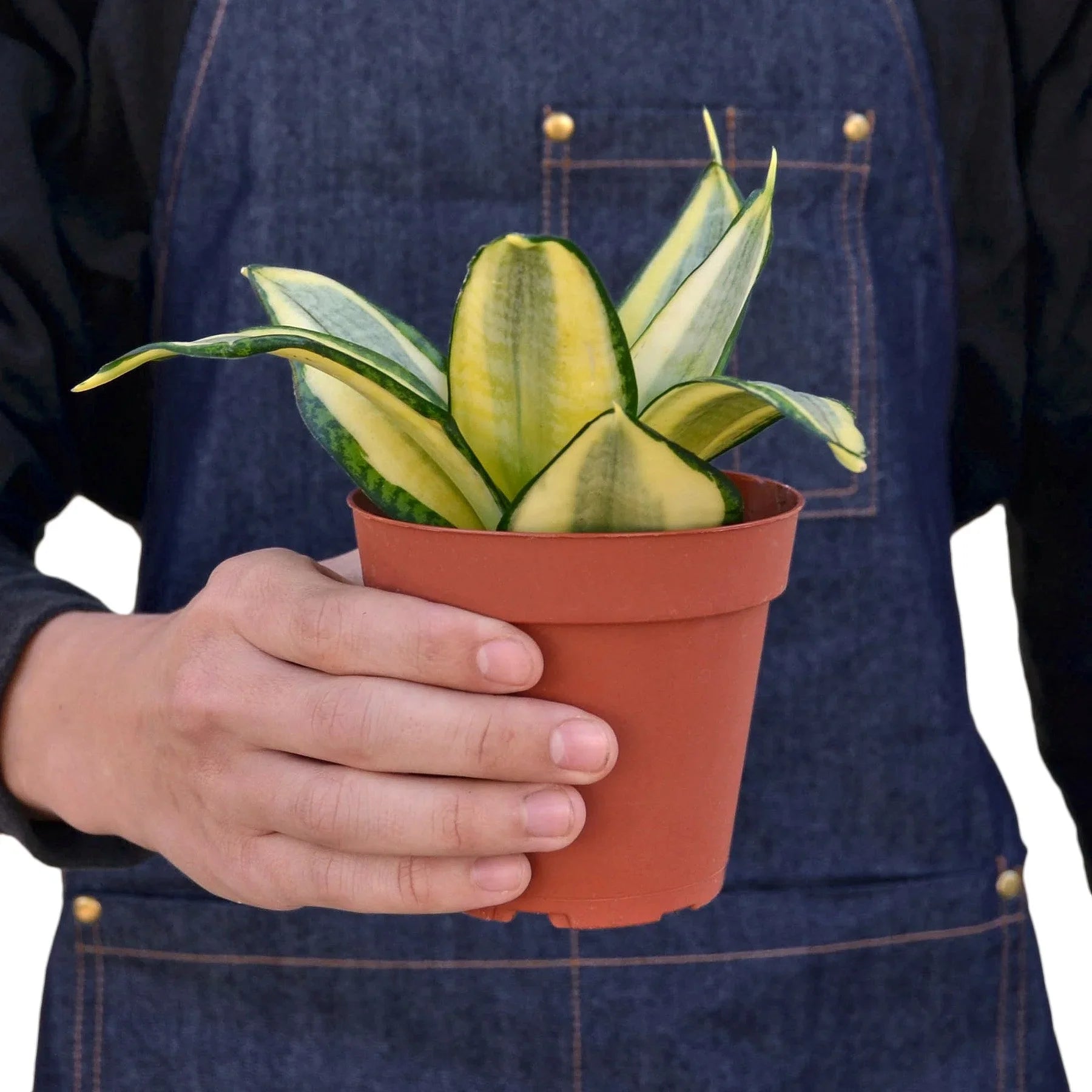 Snake Plant Gold Hahnii - Holiday Corner