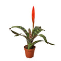 Bromeliad Vriesea 'Splenriet' - Holiday Corner