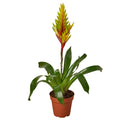 Bromeliad Vriesea 'Energy' - Holiday Corner