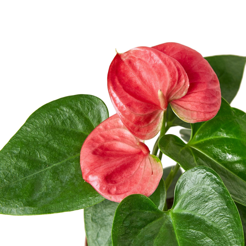 Anthurium 'Pink' - Holiday Corner