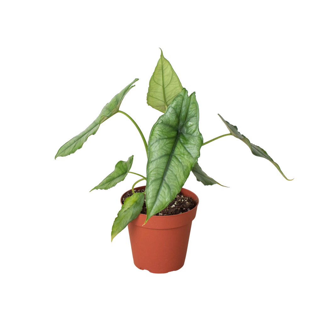 Alocasia 'Dragons Breath' - Holiday Corner