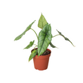 Alocasia 'Dragons Breath' - Holiday Corner