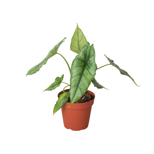 Alocasia 'Dragons Breath' - Holiday Corner