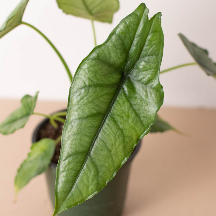 Alocasia 'Dragons Breath' - Holiday Corner