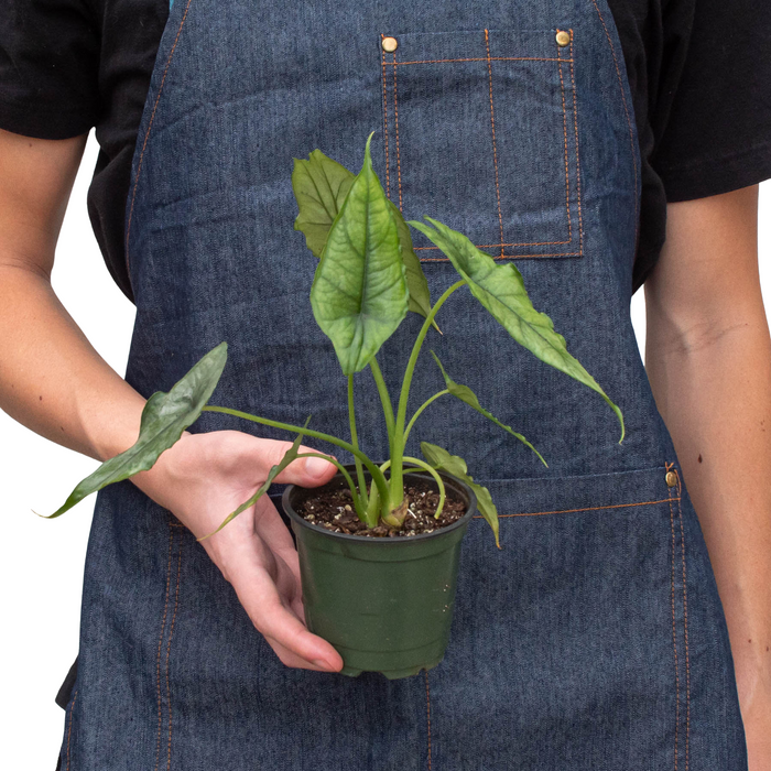 Alocasia 'Dragons Breath' - Holiday Corner
