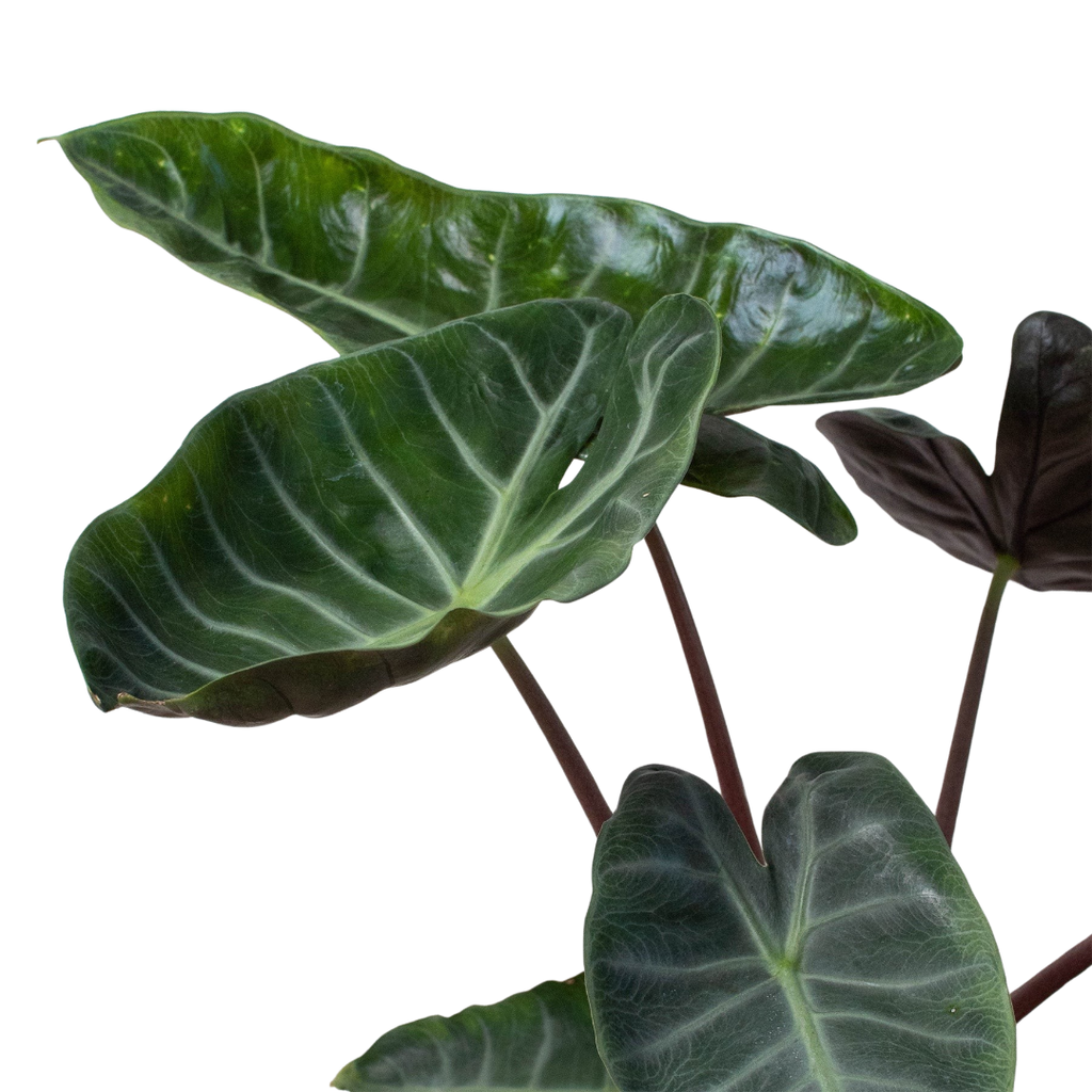 Alocasia 'Ebony' - Holiday Corner