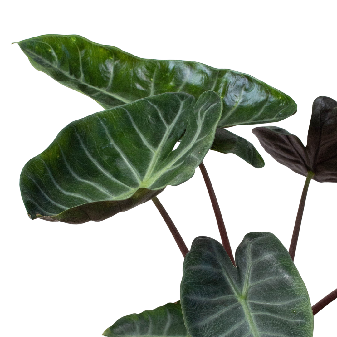 Alocasia 'Ebony' - Holiday Corner
