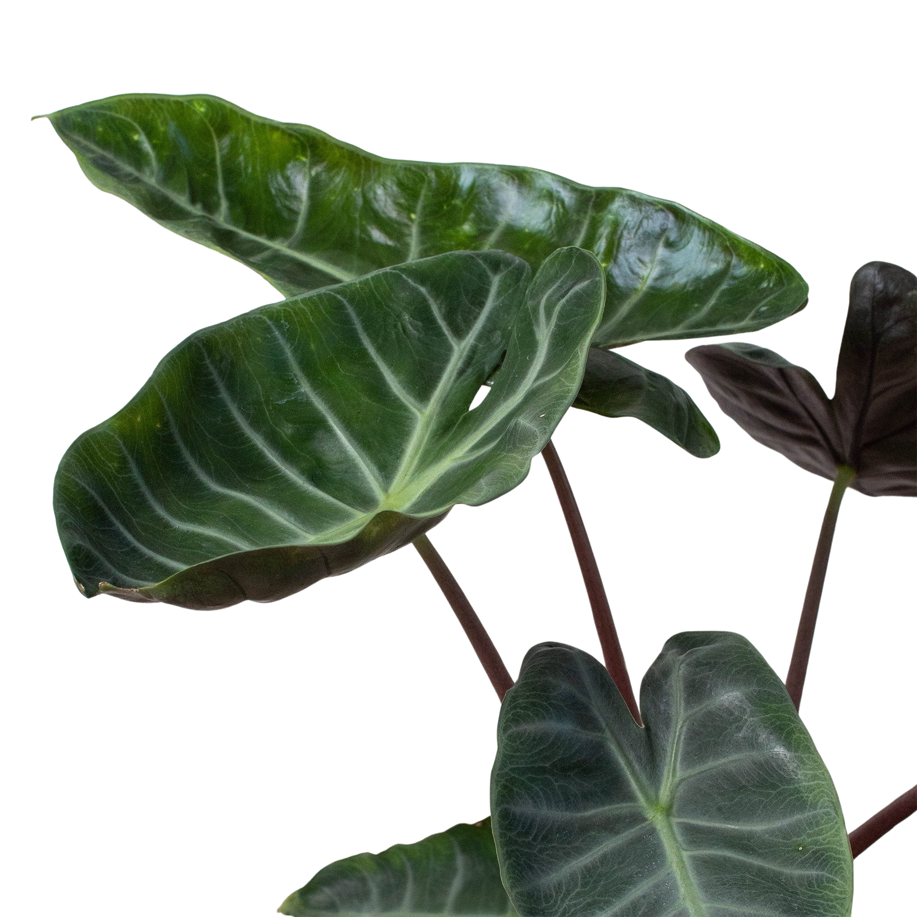 Alocasia 'Ebony' - Holiday Corner