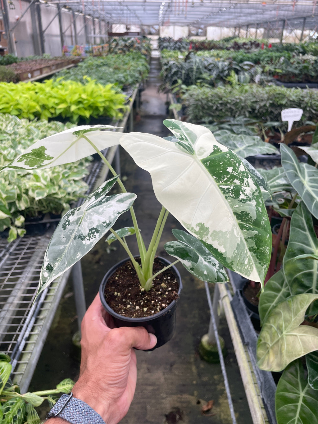 Alocasia Micholitziana 'Frydek' Variegated - 4" Pot - Holiday Corner