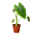 Alocasia Micholitziana 'Frydek' - Holiday Corner