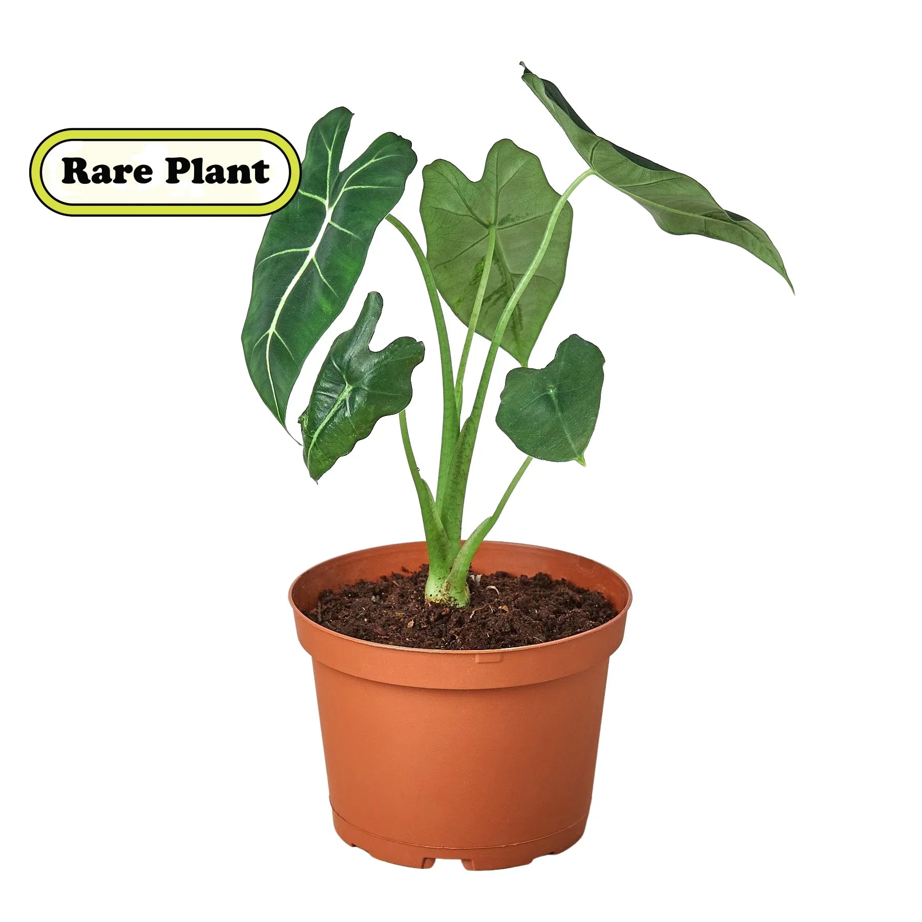 Alocasia Micholitziana 'Frydek' - Holiday Corner