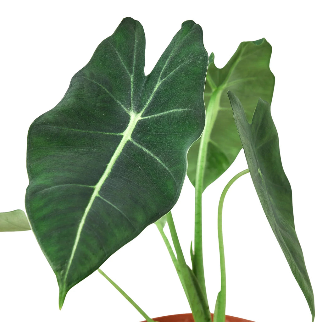 Alocasia Micholitziana 'Frydek' - Holiday Corner