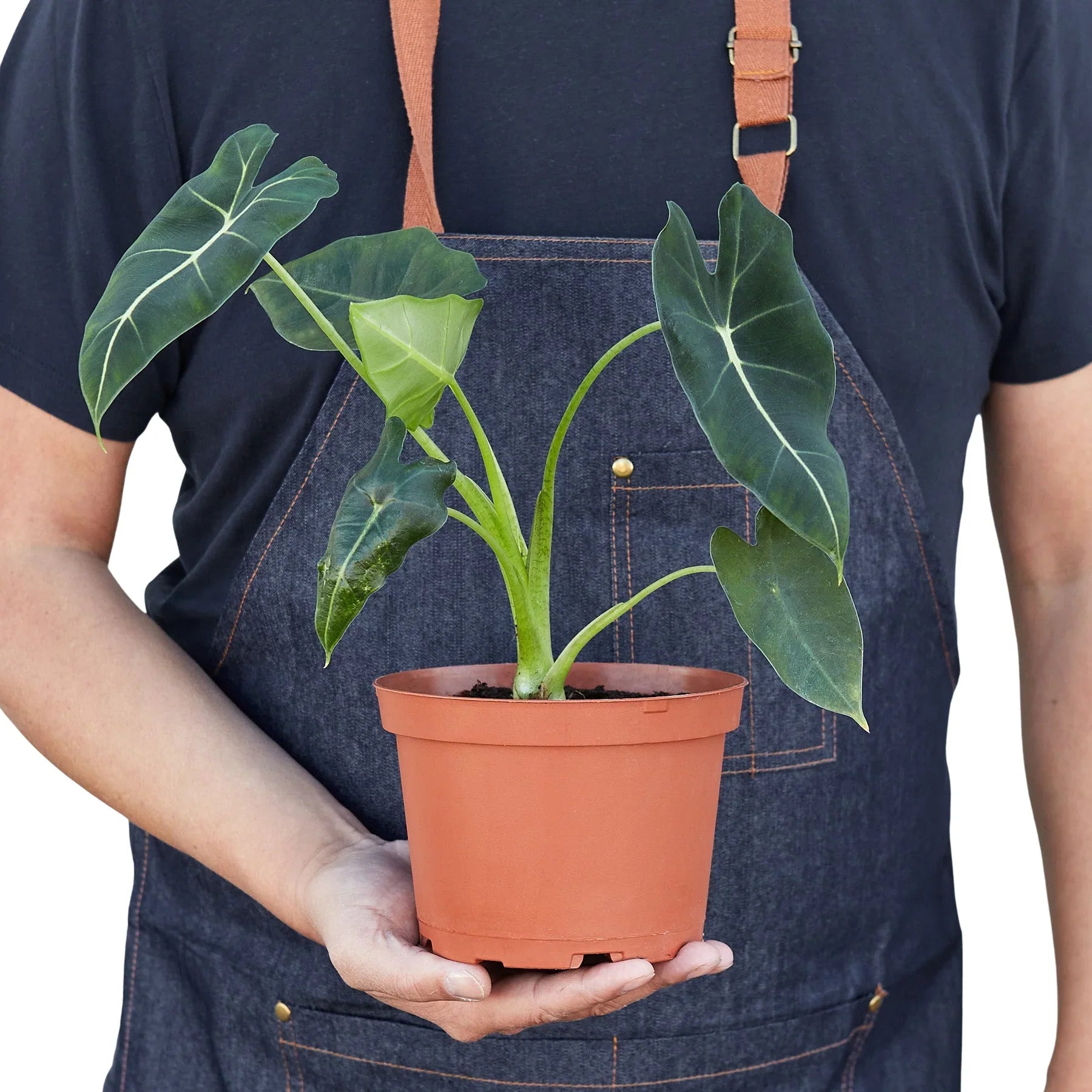 Alocasia Micholitziana 'Frydek' - Holiday Corner