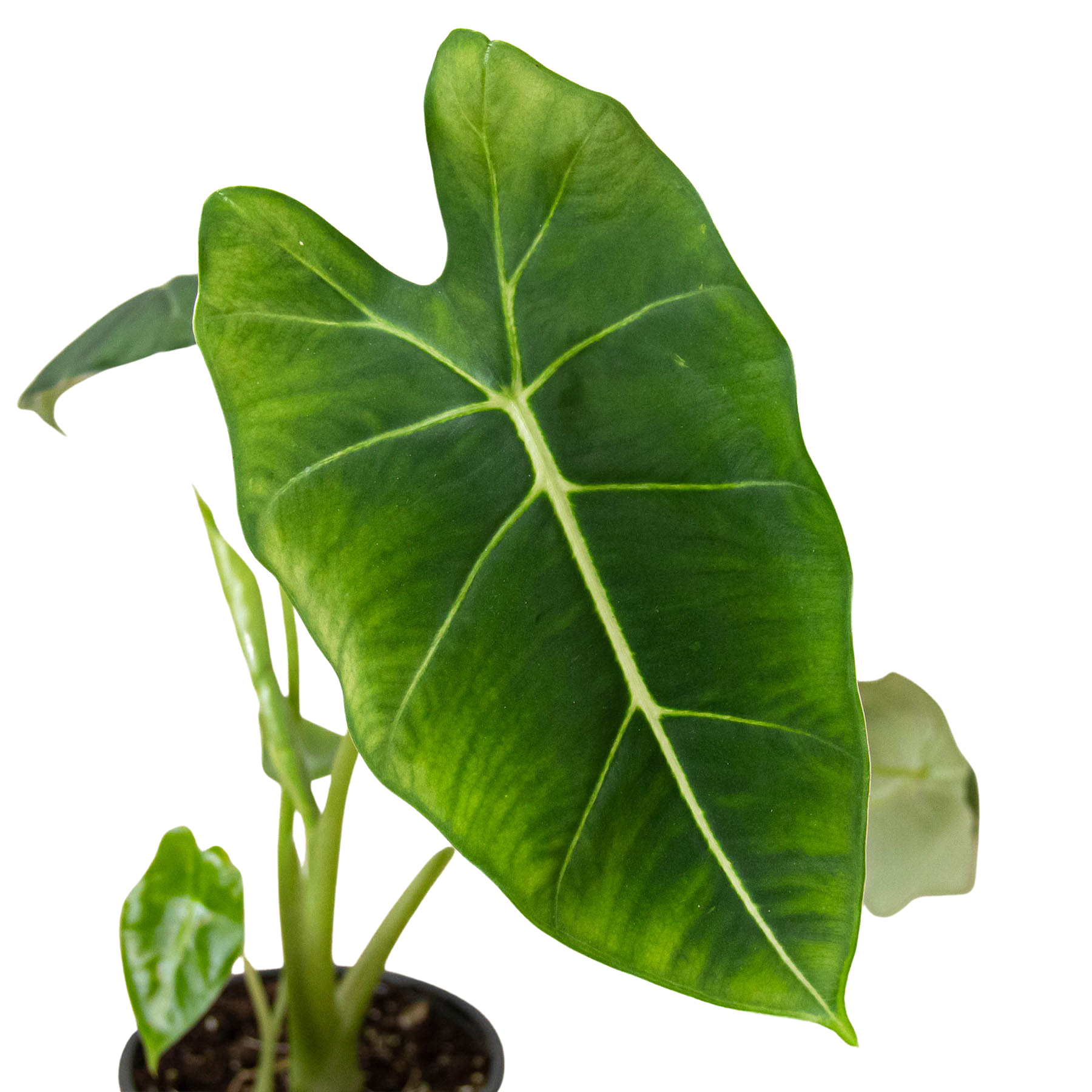 Alocasia Micholitziana 'Frydek' - Holiday Corner