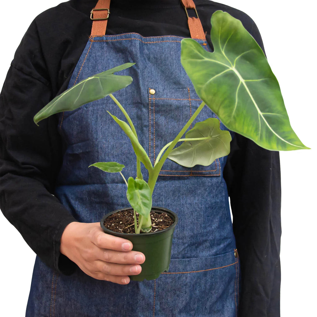 Alocasia Micholitziana 'Frydek' - Holiday Corner