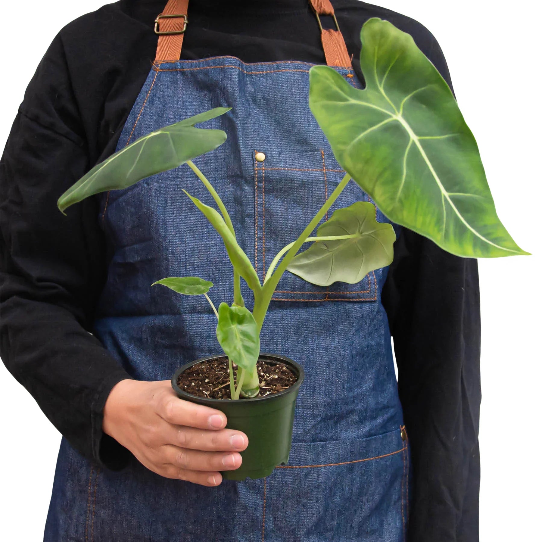 Alocasia Micholitziana 'Frydek' - Holiday Corner