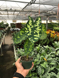 Alocasia 'Hilo Beauty' - Holiday Corner