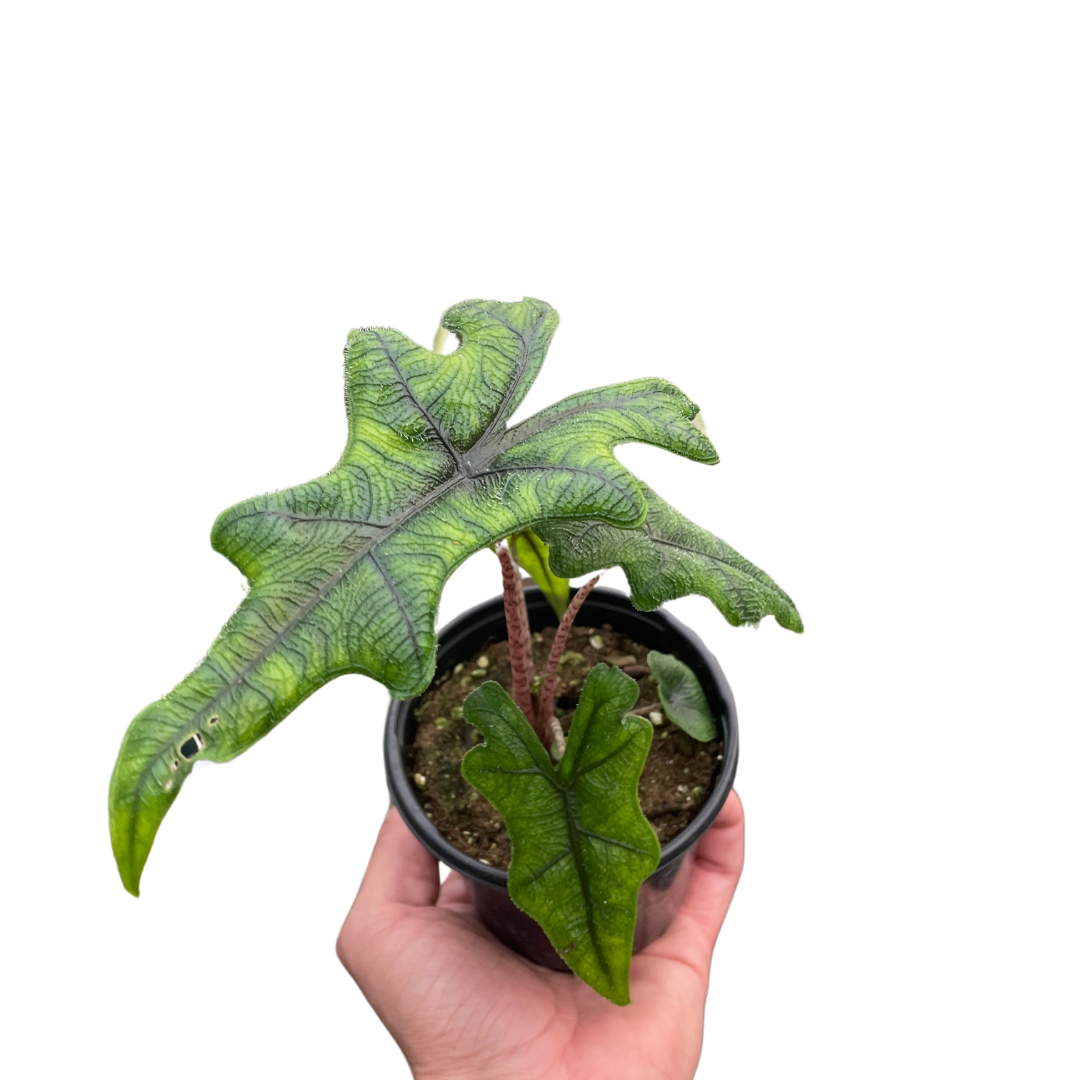 Alocasia 'Jacklyn' - Holiday Corner