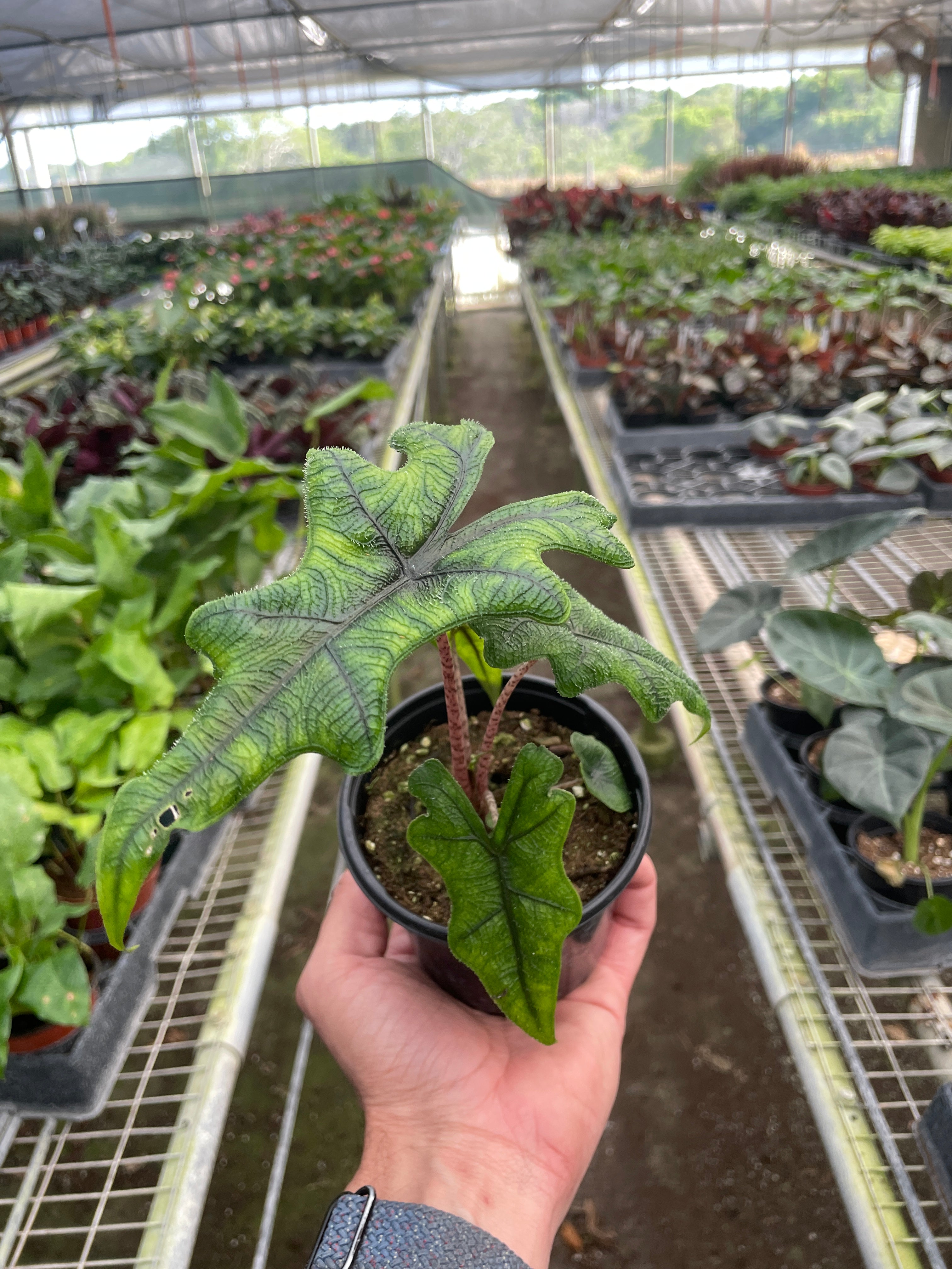 Alocasia 'Jacklyn' - Holiday Corner
