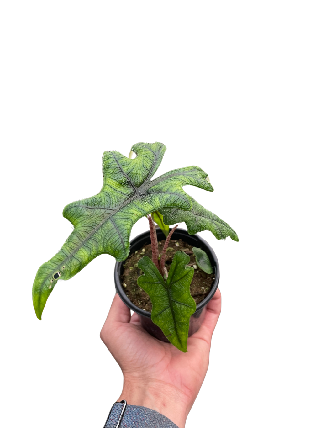 Alocasia 'Jacklyn' - Holiday Corner