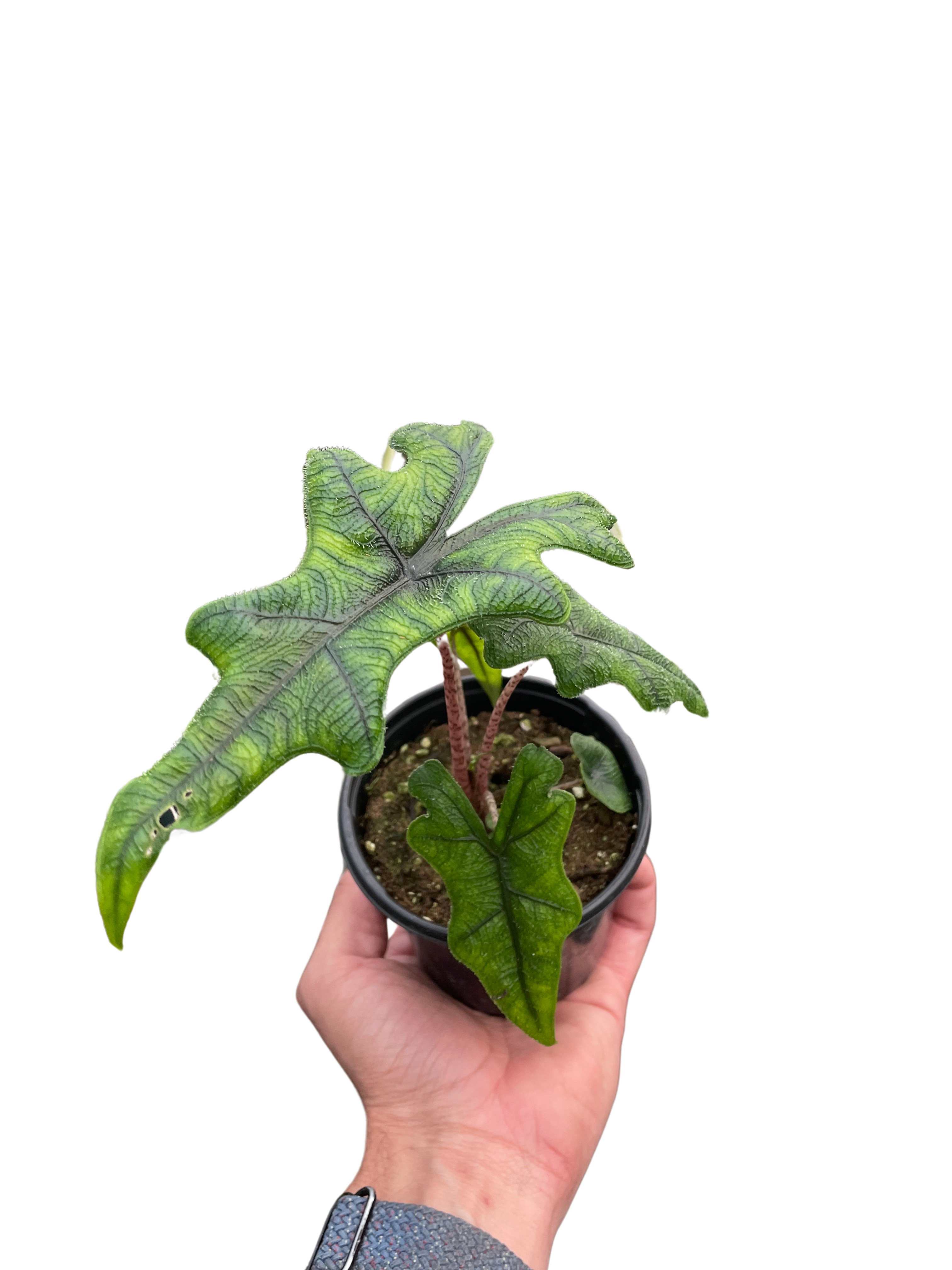 Alocasia 'Jacklyn' - Holiday Corner