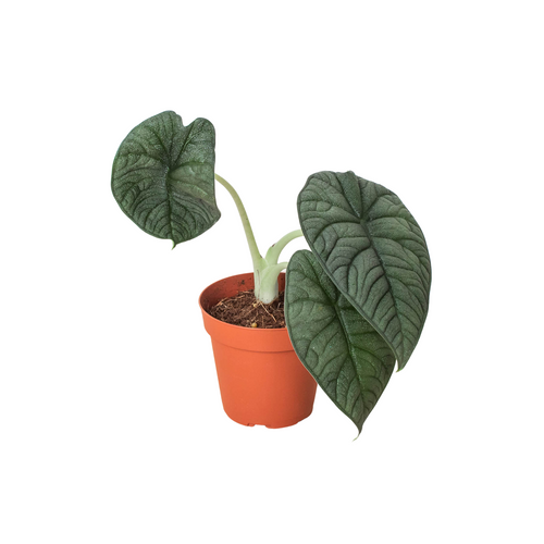 Alocasia 'Melo' - Holiday Corner