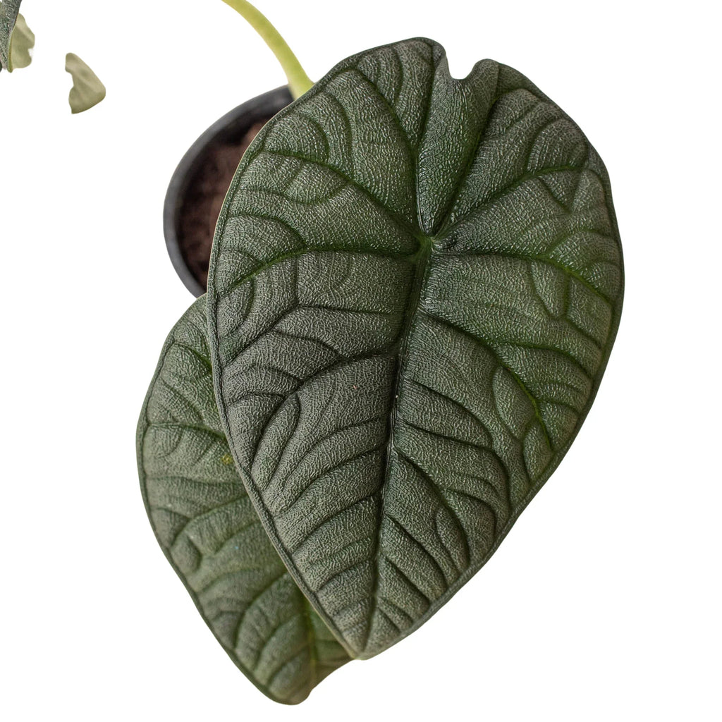 Alocasia 'Melo' - Holiday Corner
