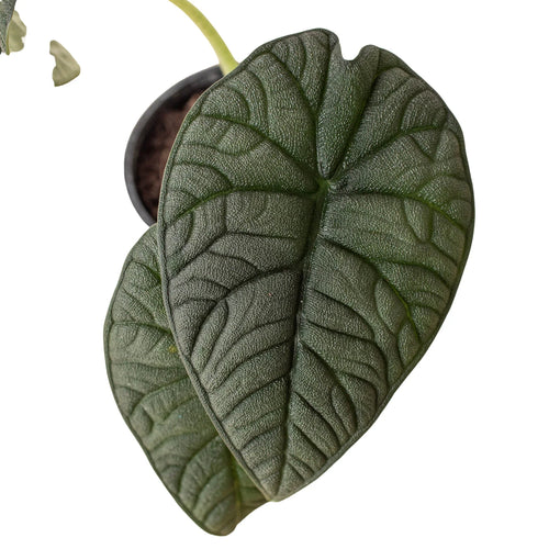 Alocasia 'Melo' - Holiday Corner