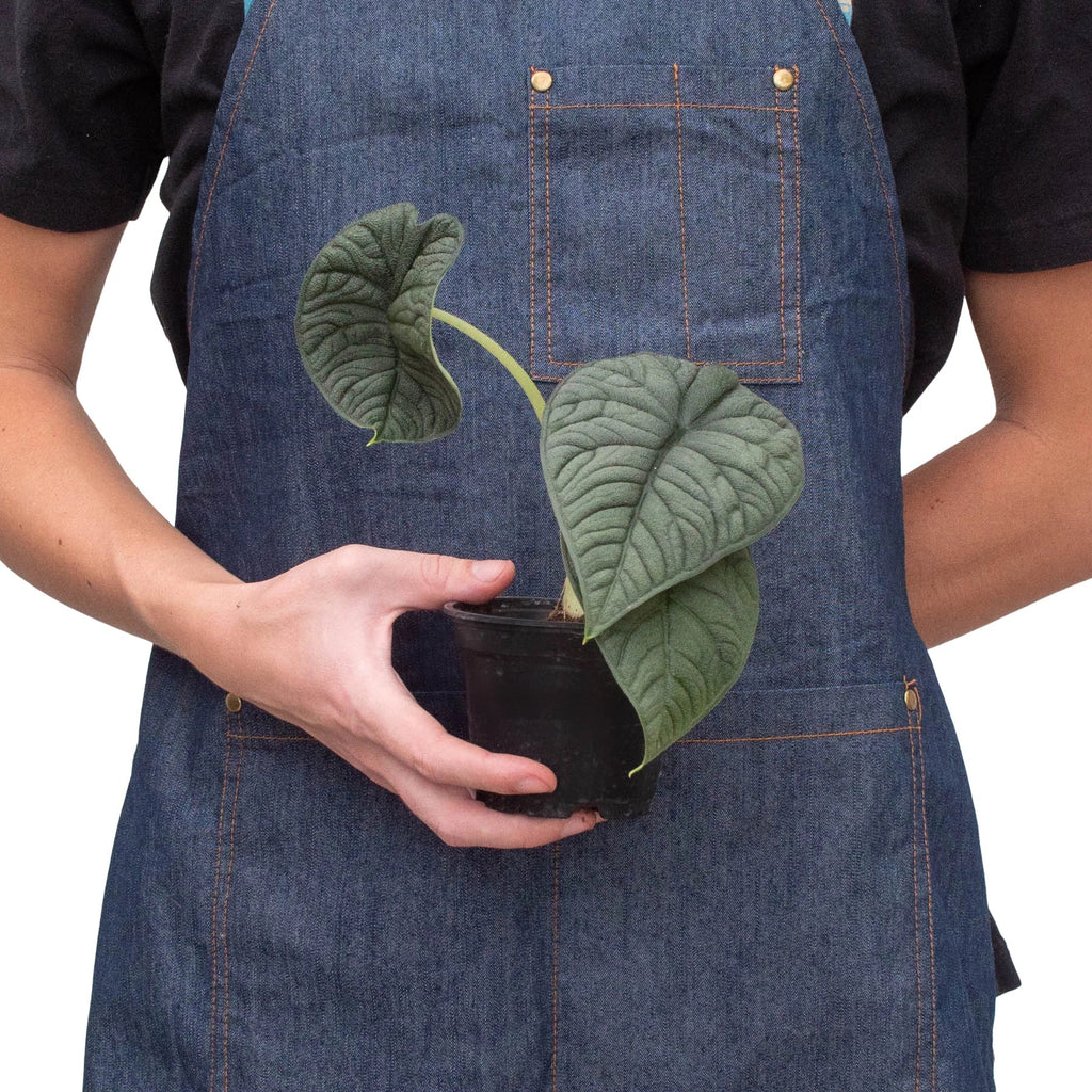 Alocasia 'Melo' - Holiday Corner