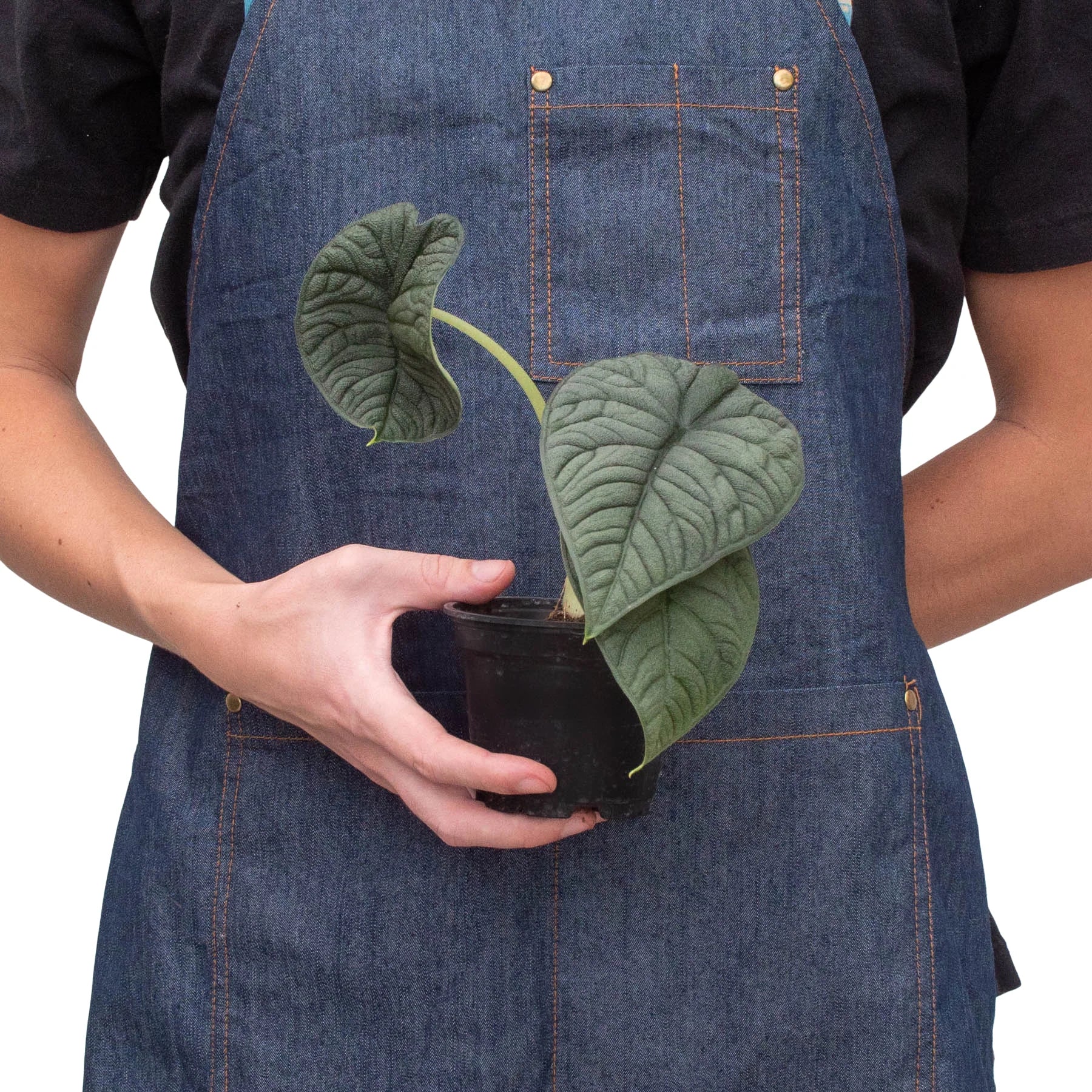 Alocasia 'Melo' - Holiday Corner
