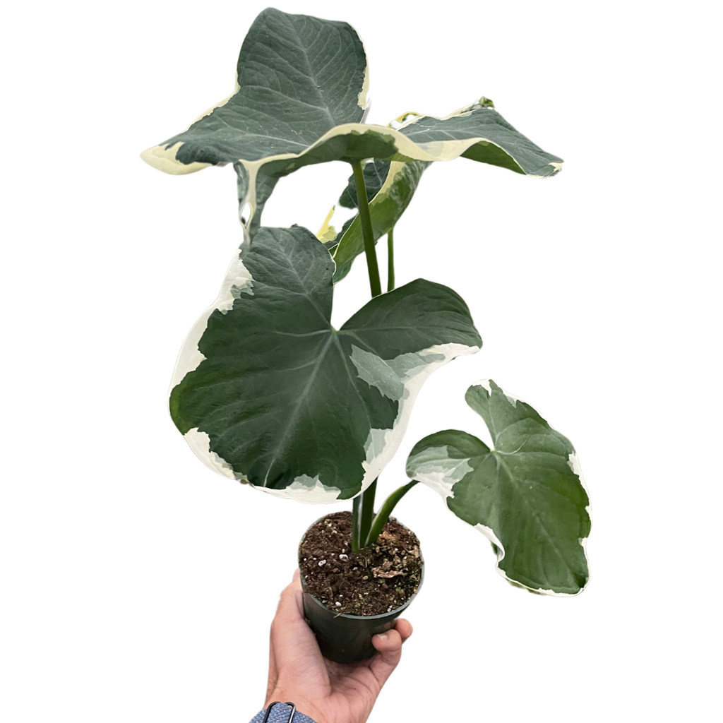 Alocasia 'Mickey Mouse' (Xanthosoma sagittifolium 'Variegatum Monstrosum') - Holiday Corner