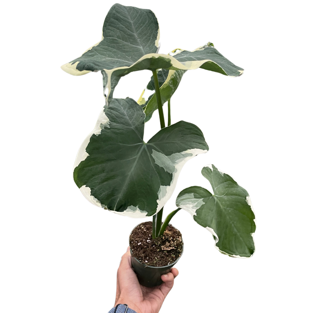 Alocasia 'Mickey Mouse' (Xanthosoma sagittifolium 'Variegatum Monstrosum') - Holiday Corner
