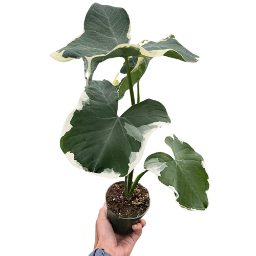 Alocasia 'Mickey Mouse' (Xanthosoma sagittifolium 'Variegatum Monstrosum') - Holiday Corner