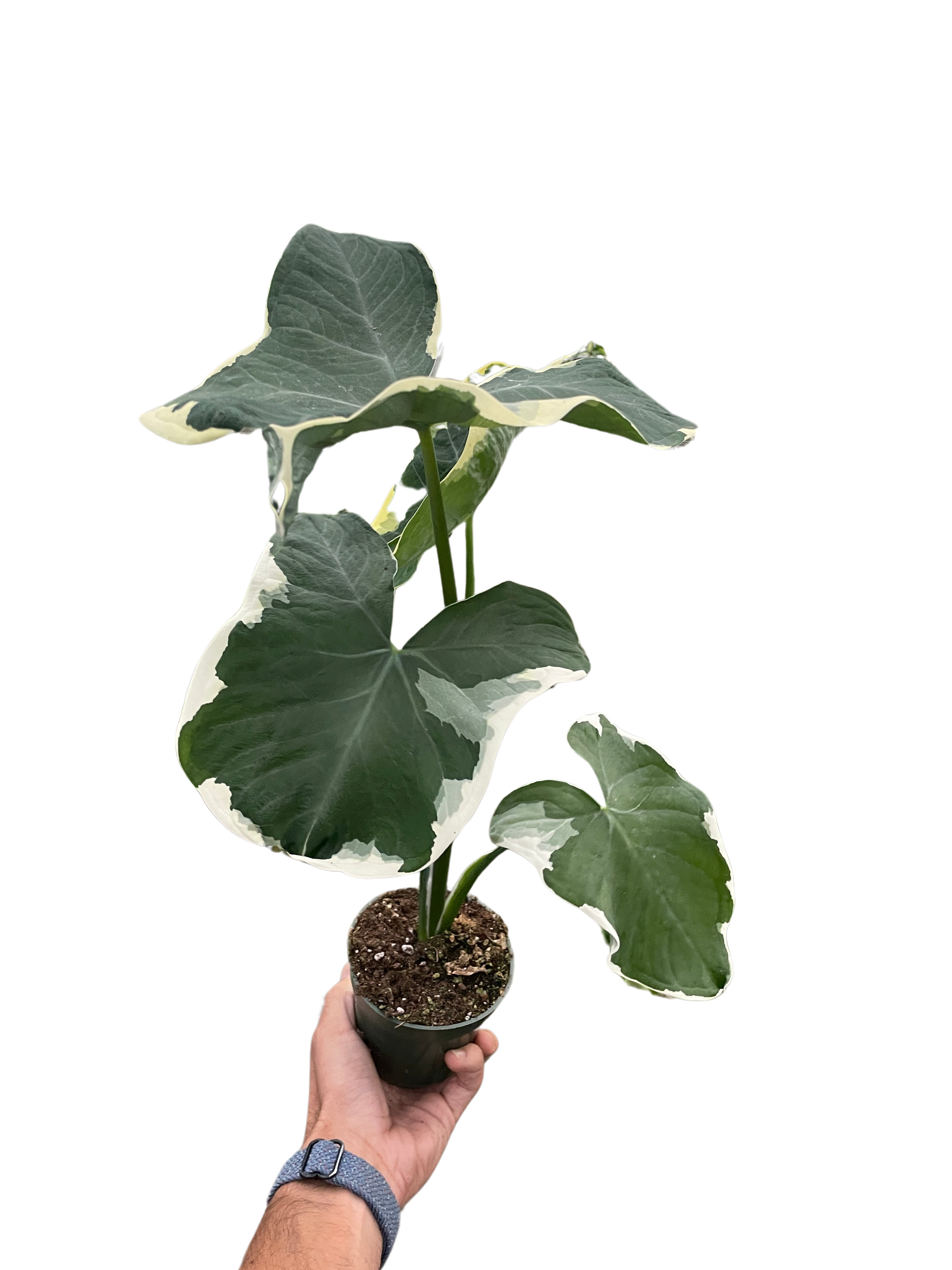 Alocasia 'Mickey Mouse' (Xanthosoma sagittifolium 'Variegatum Monstrosum') - Holiday Corner