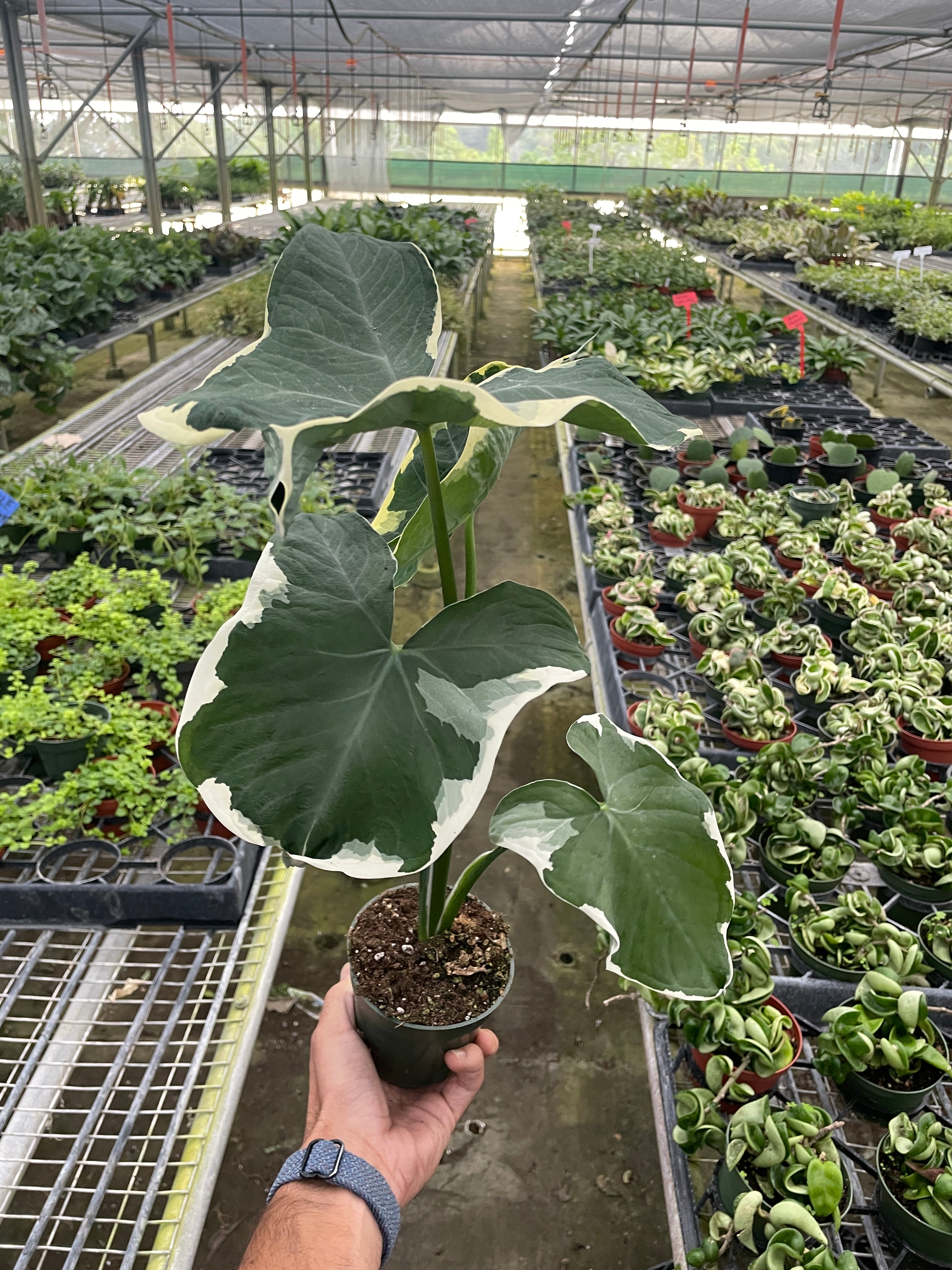 Alocasia 'Mickey Mouse' (Xanthosoma sagittifolium 'Variegatum Monstrosum') - Holiday Corner
