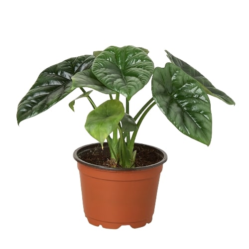 Alocasia 'Mirror Face' - 4" Pot - Holiday Corner