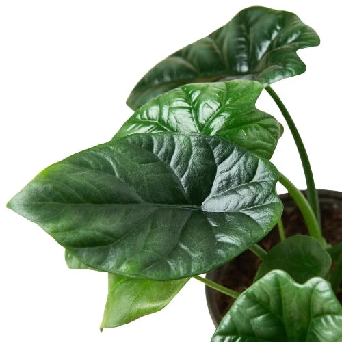 Alocasia 'Mirror Face' - 4" Pot - Holiday Corner