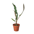 Alocasia 'Purple Sword' - Holiday Corner