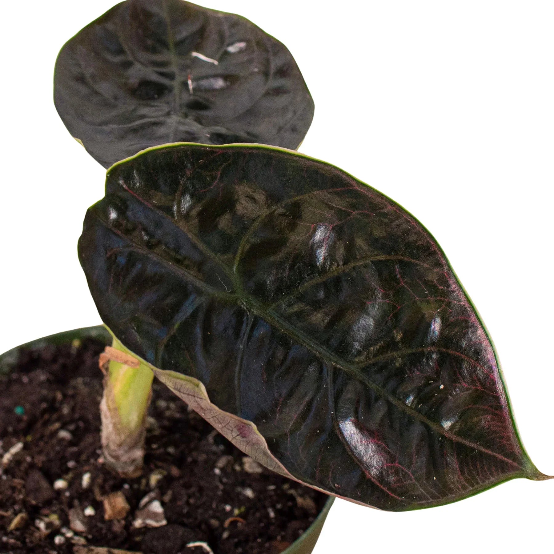 Alocasia 'Red Mambo' - 4" Pot - Holiday Corner