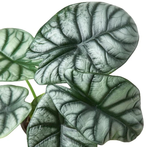 Alocasia Silver Dragon - Holiday Corner