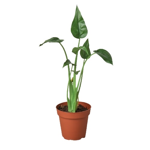 Alocasia 'Tiny Dancer' - 4" Pot - Holiday Corner
