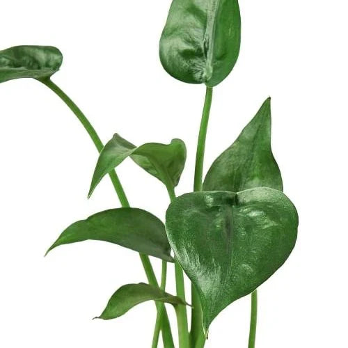Alocasia 'Tiny Dancer' - 4" Pot - Holiday Corner