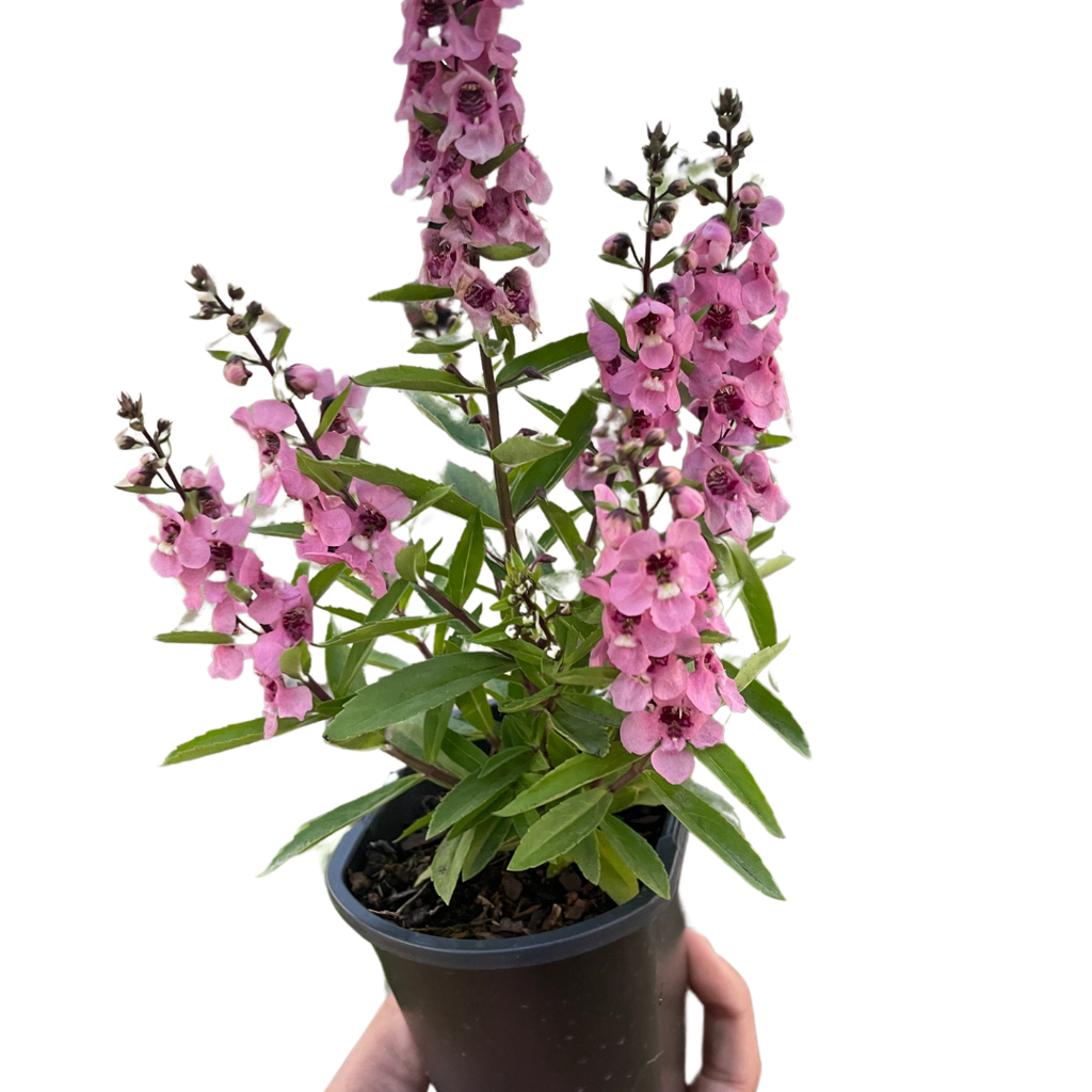 Angelonia - Holiday Corner