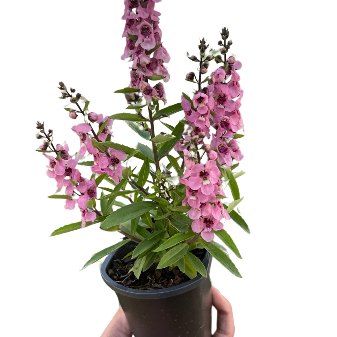 Angelonia - Holiday Corner