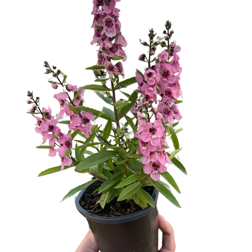 Angelonia - Holiday Corner